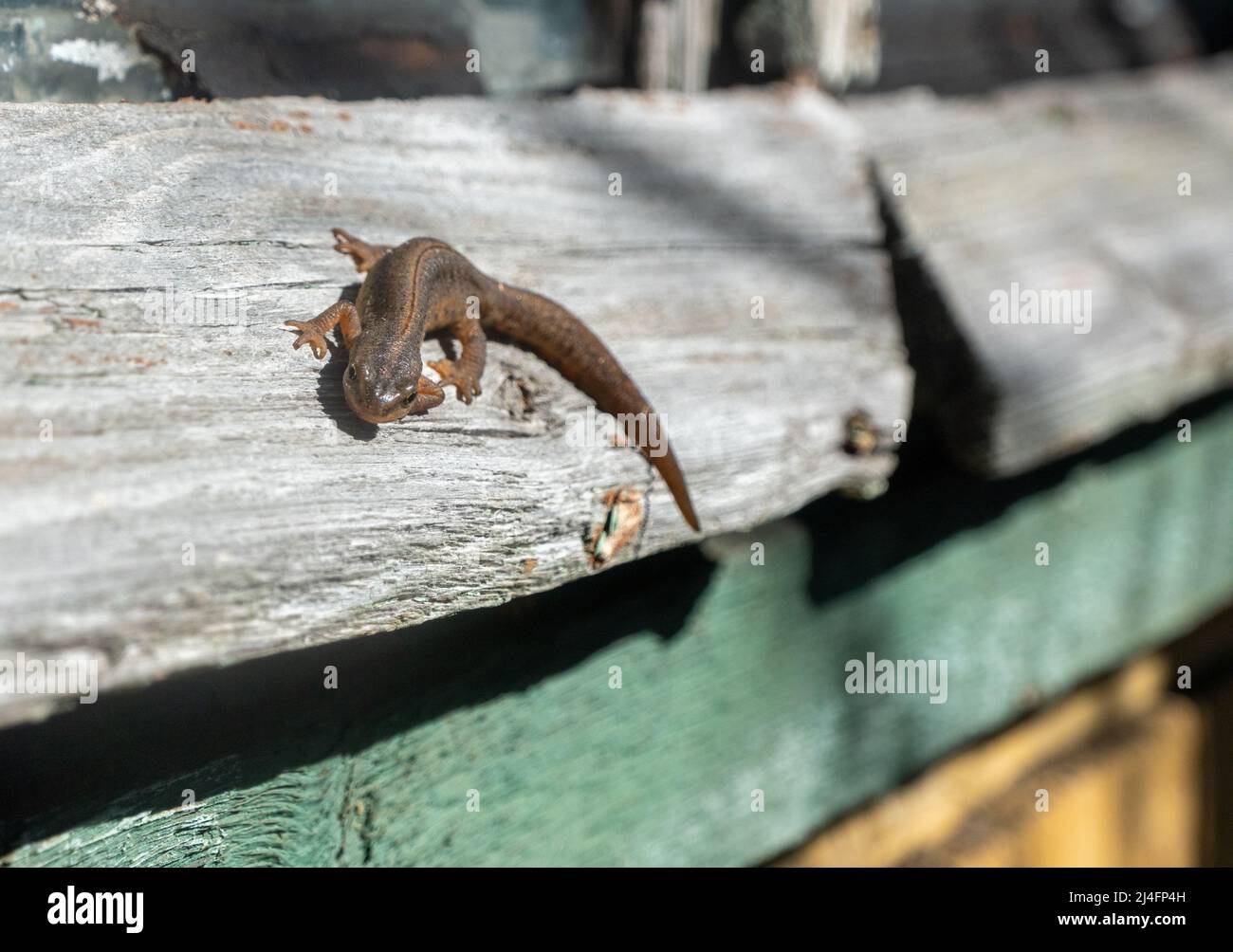 A beautiful brown lizard basks in the sun. Lies on a gray stone Stock Photo