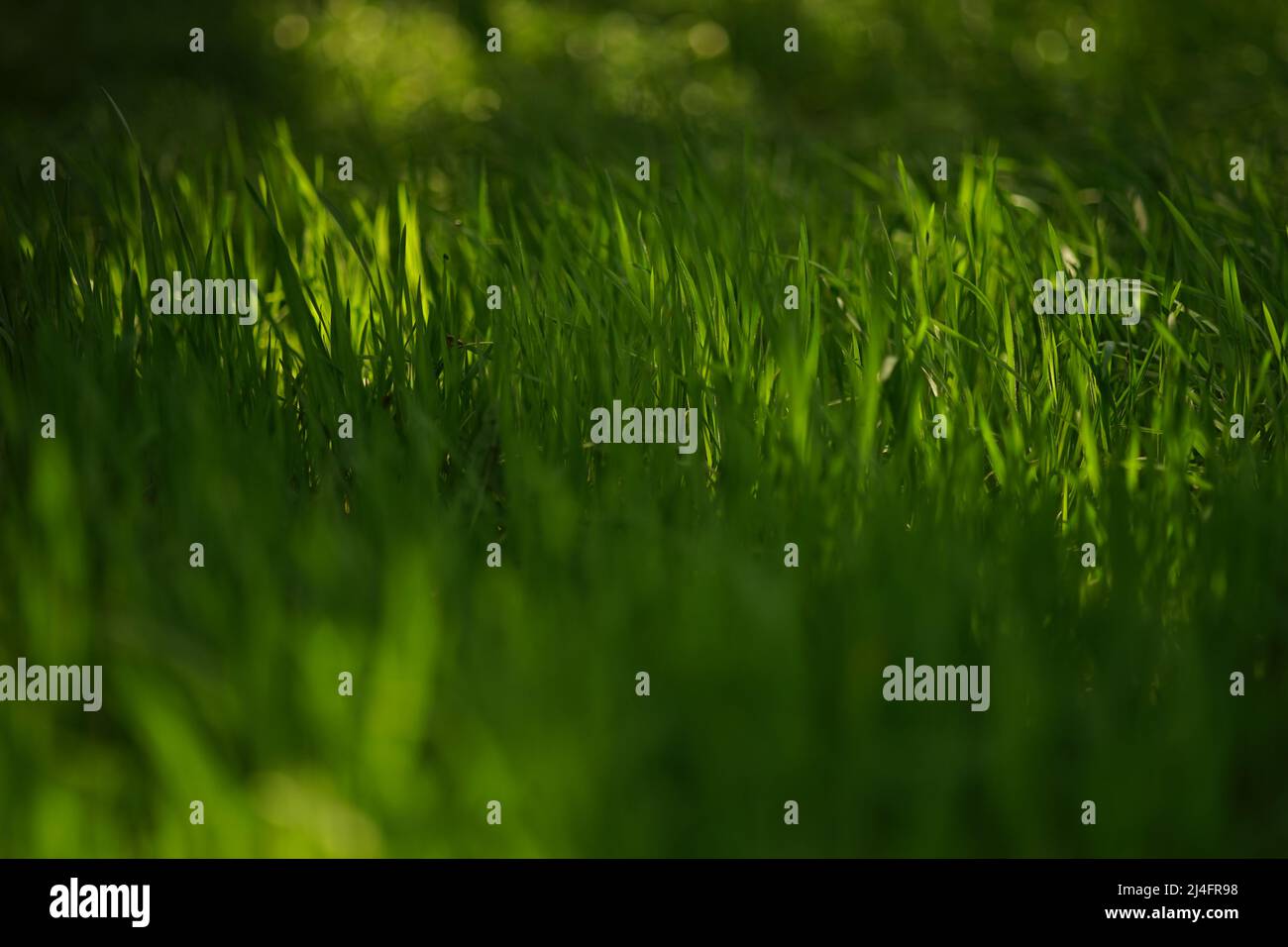 Lush green grass field forest hi-res stock photography and images - Alamy
