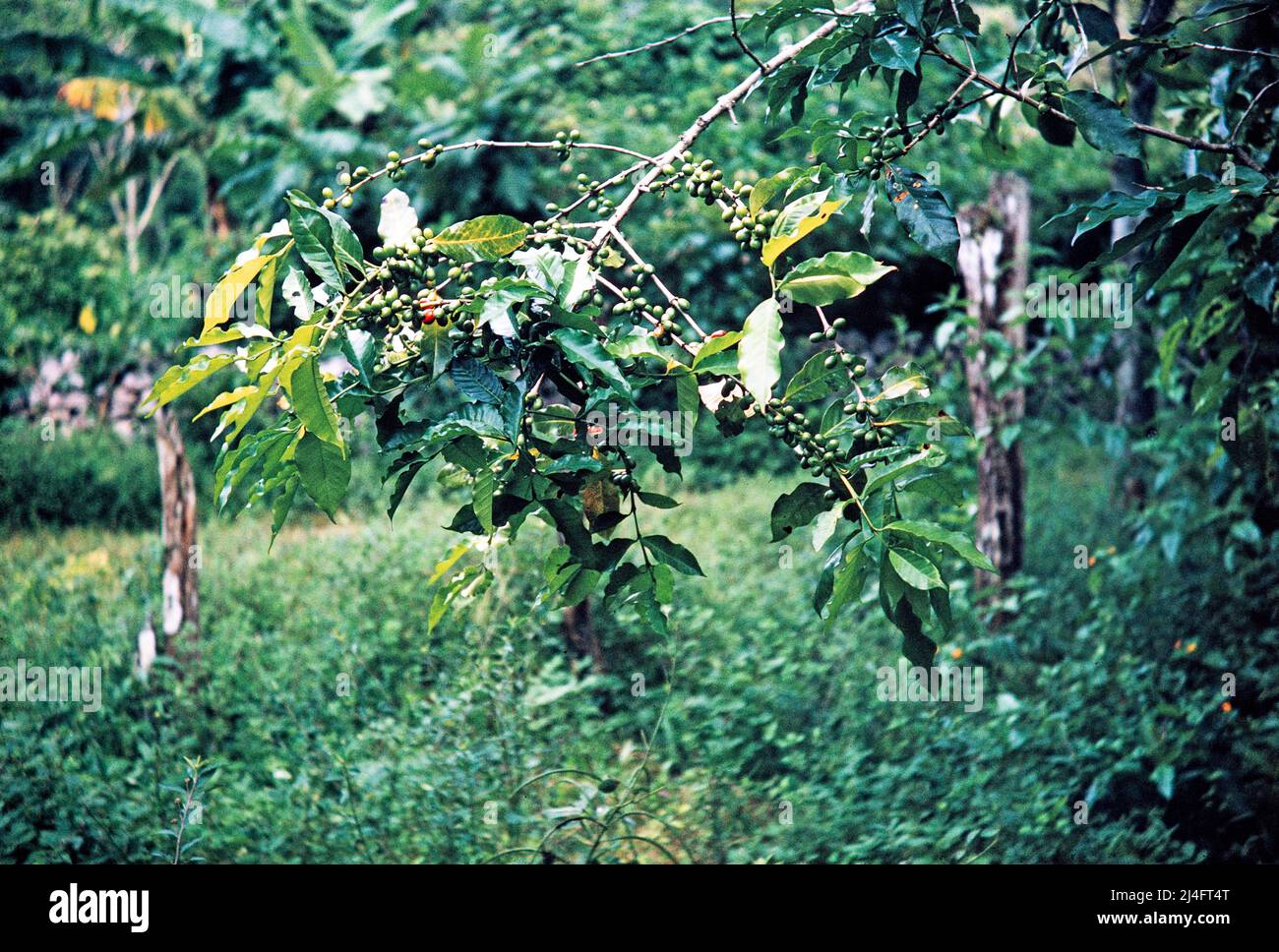 Coffee plant with berries (Coffea Arabica Nana), Blue Mountains, Jamaica, West Indies 1970 Stock Photo