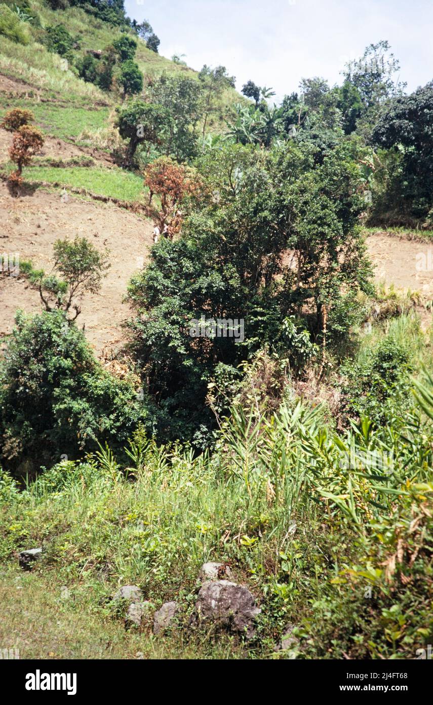 Deforestation to create fields for subsistence farming, the Blue