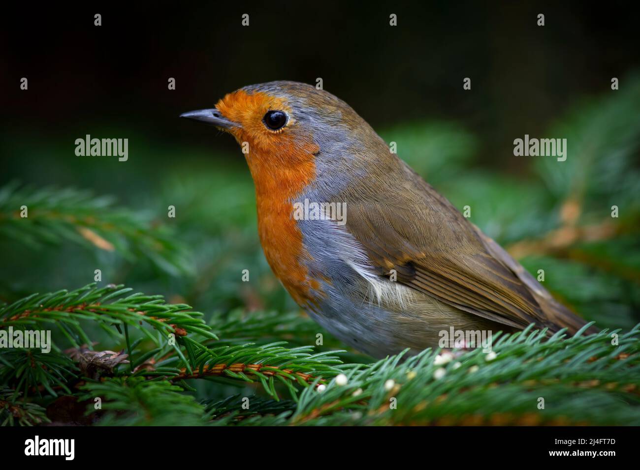 European Robin (Erithacus rubecula) in the snow, Jersey, Channel Islands, UK - Stock Image