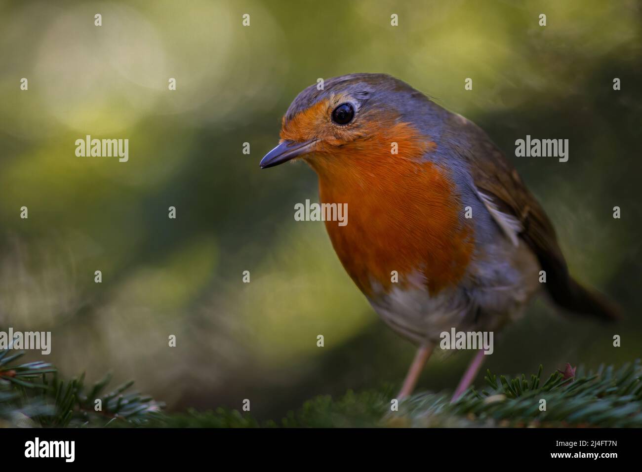 European Robin (Erithacus rubecula) in the snow, Jersey, Channel Islands, UK - Stock Image