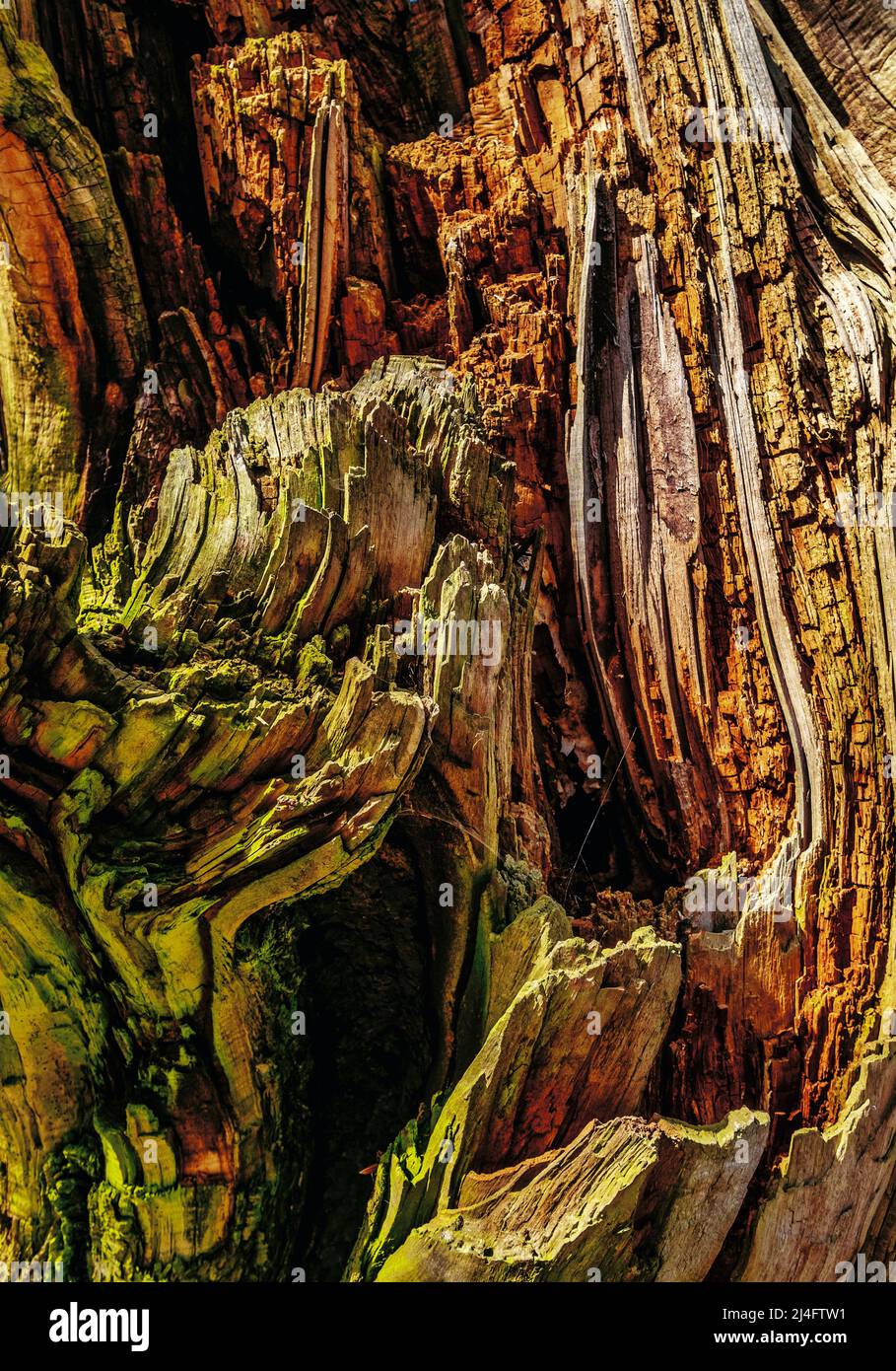 Tree with twisted bark - Stock Image