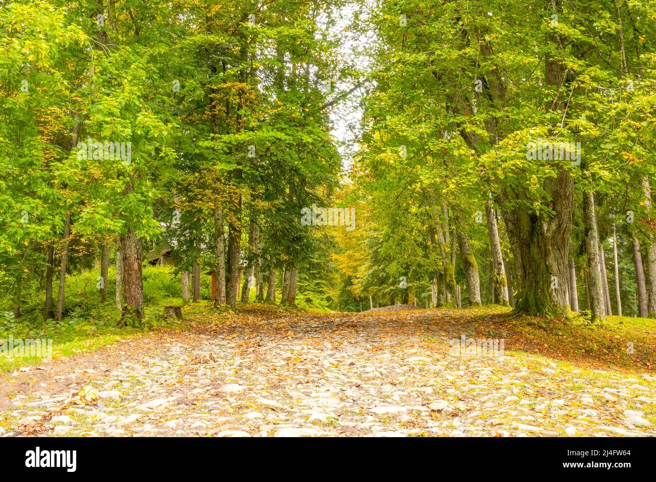 Quiet summer day in a leafy park. Old cobblestone road between trees Stock Photo