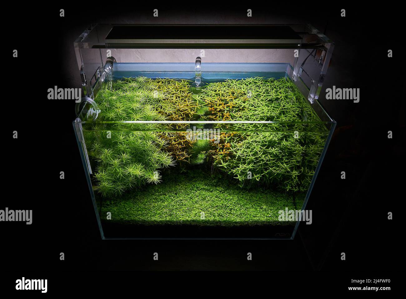 Aquascape with rotalas and montecarlo plant carpet in the dark room
