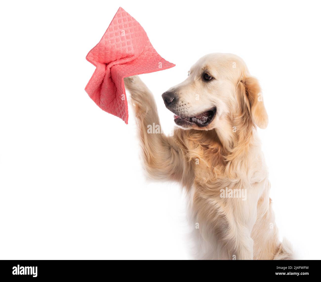 Golden retriever dog holding cleaning cloth Stock Photo Alamy