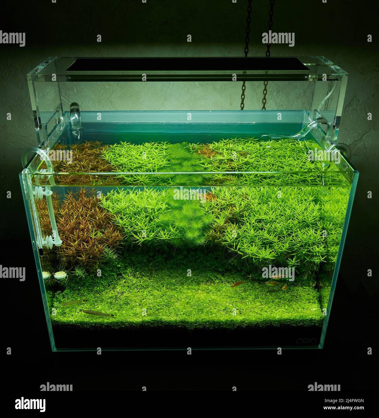Aquascape with rotalas and montecarlo plant carpet in the dark room. CO2 glass diffuser and lily pipes inside. Led lighting above. Stock Photo