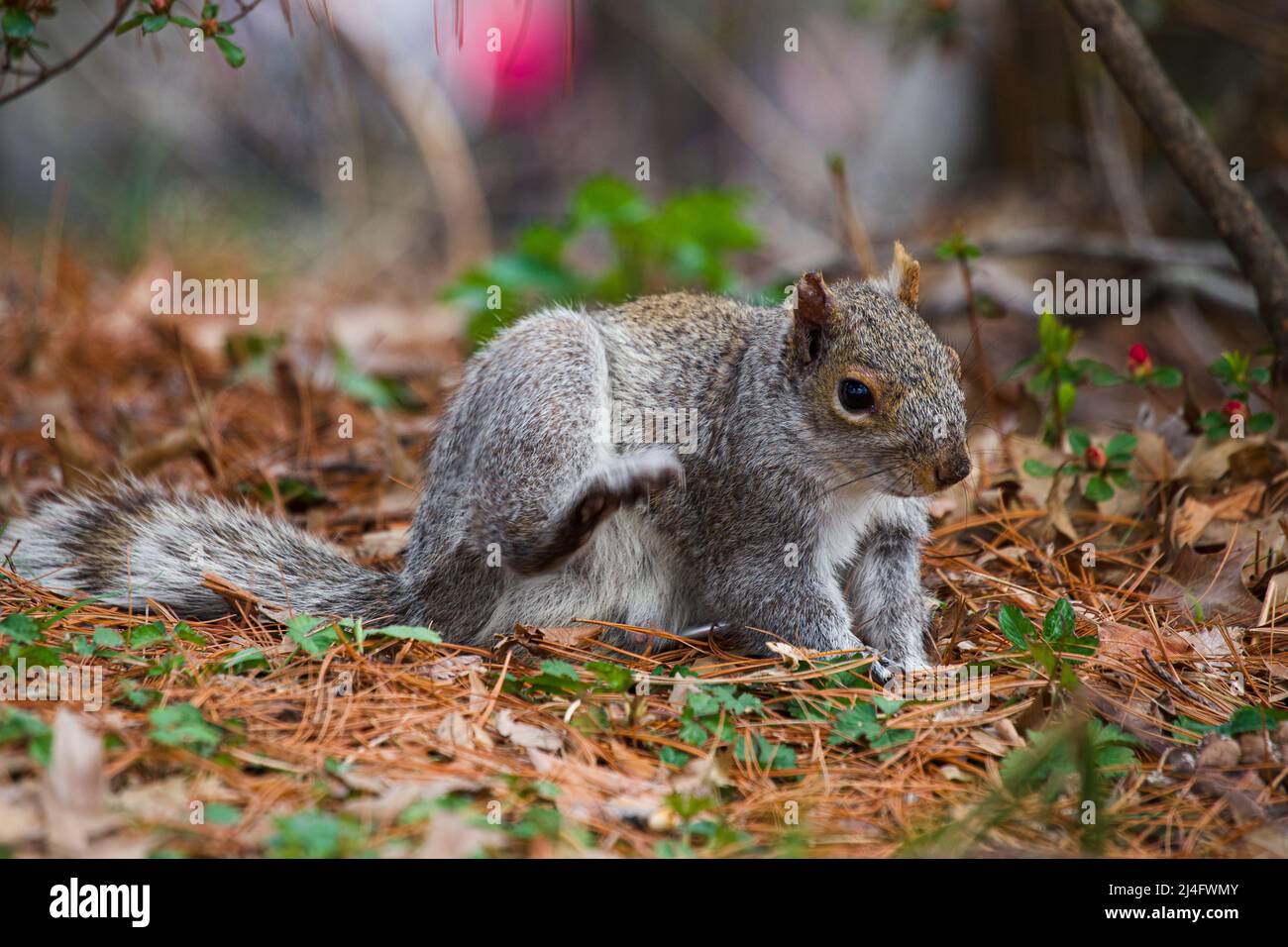 close up of Eastern Gray Squirrel (Sciurus carolinensis) sitting on the ground in the forest in Central Park Manhattan, cleaning its fur. Shallow Dept Stock Photo