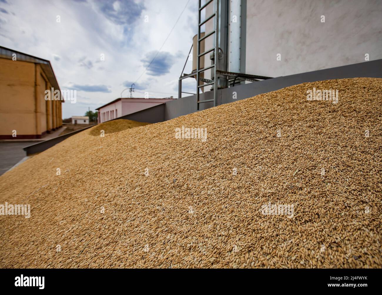 зерно. 3 тонны зерна. украинское зерно. уборка зерна. тонна зерна.