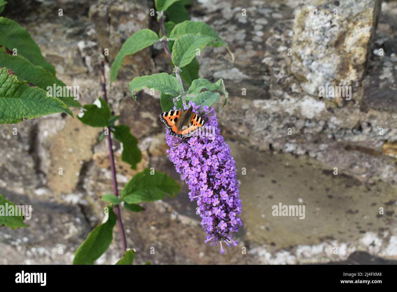 Schmetterling, Kleiner Fuchs, Flieder, Schmetterlingsflieder, Mauer, Insekt, Garten, Mauer, Beauty Stock Photo