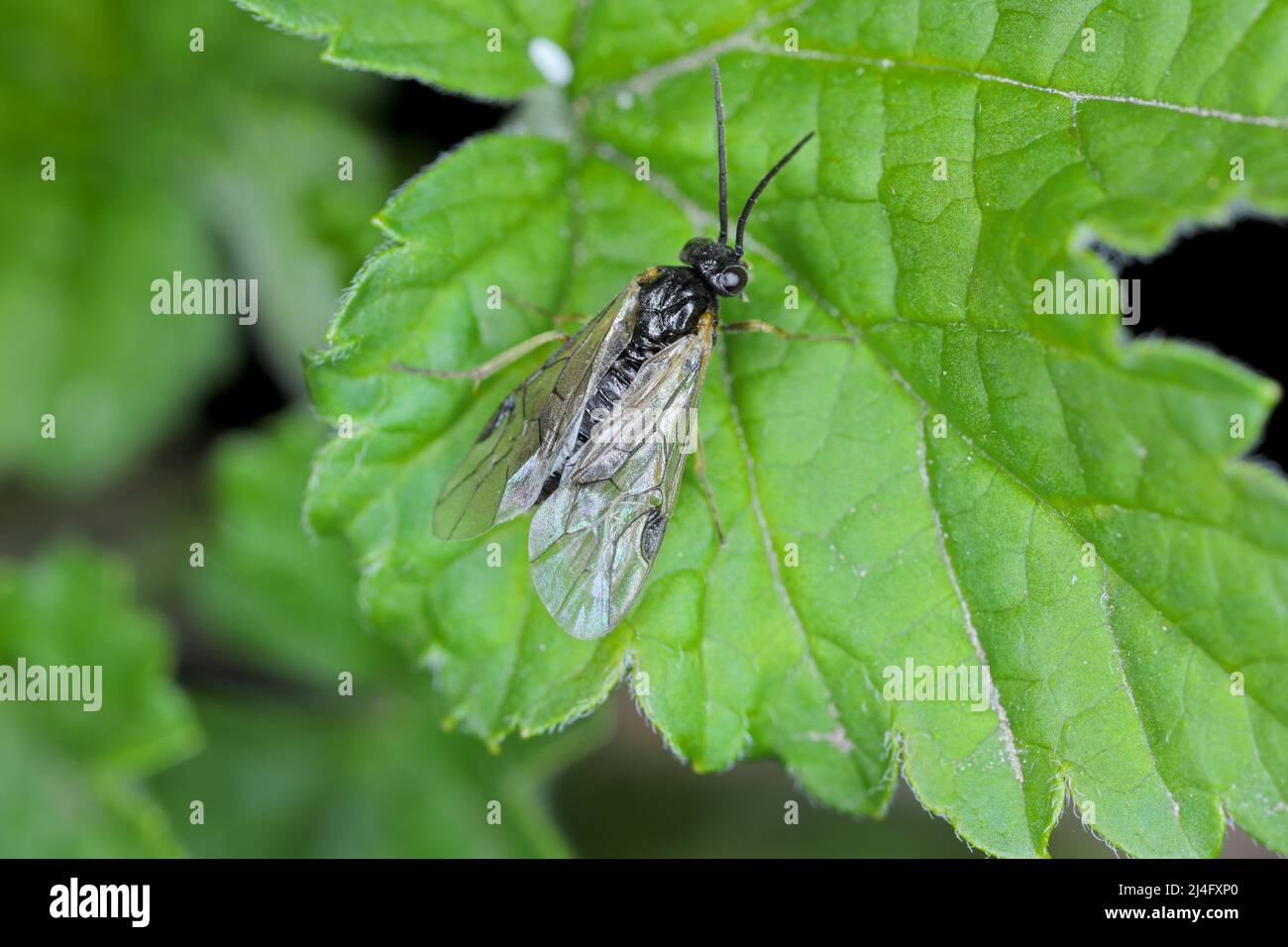 Aquilegia sawfly called also columbine sawfly Pristiphora rufipes. Common pest of currants and gooseberries in gardens and cultivated plantations. Stock Photo