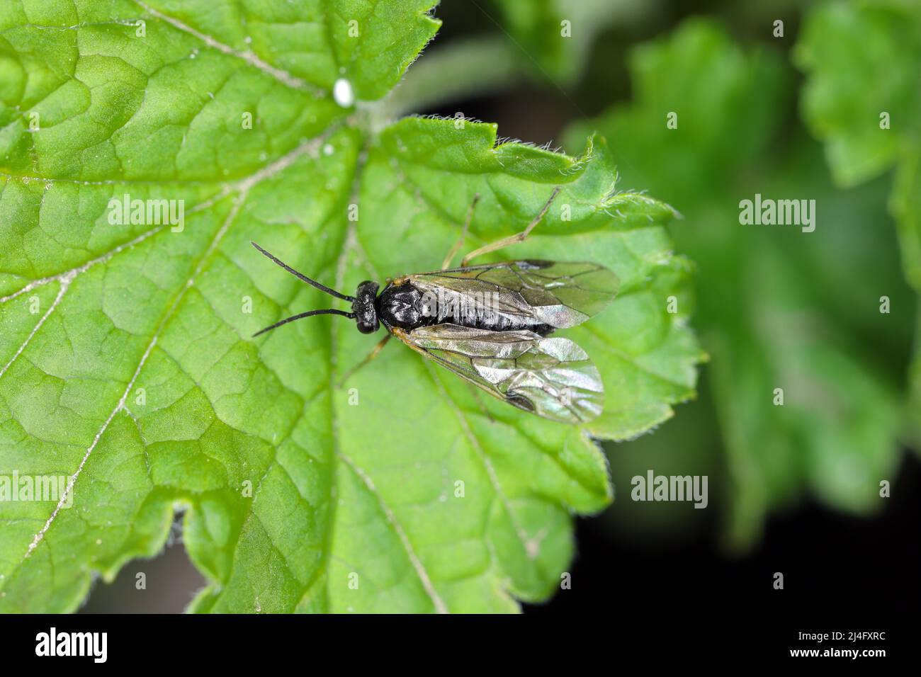 Aquilegia sawfly called also columbine sawfly Pristiphora rufipes. Common pest of currants and gooseberries in gardens and cultivated plantations. Stock Photo