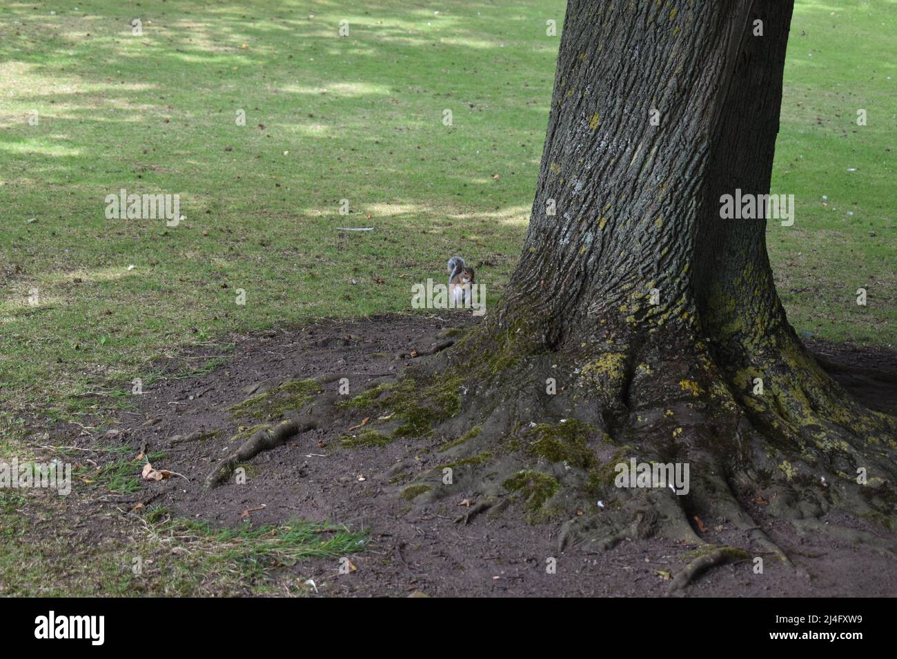 Grauhörnchen, Squirrel, Grey Squirrel, Invasive Species, Neozoon, Phoenix Park, Dubin, Tree, Meadow, Cute, Bushy Tail, Autumn, Curious, Eichhörnchen Stock Photo