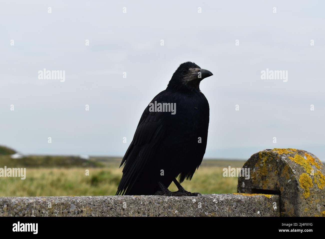 Saatkrähe, Krähe, Krähen, Rabe, Rook, Crow, Raben, Rabenvögel, Vogel, Irland, Crow of Moher Stock Photo