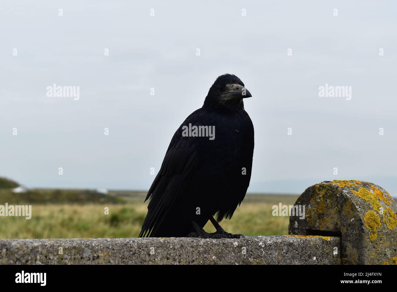 Saatkrähe, Krähe, Krähen, Rabe, Rook, Crow, Raben, Rabenvögel, Vogel, Irland, Crow of Moher Stock Photo