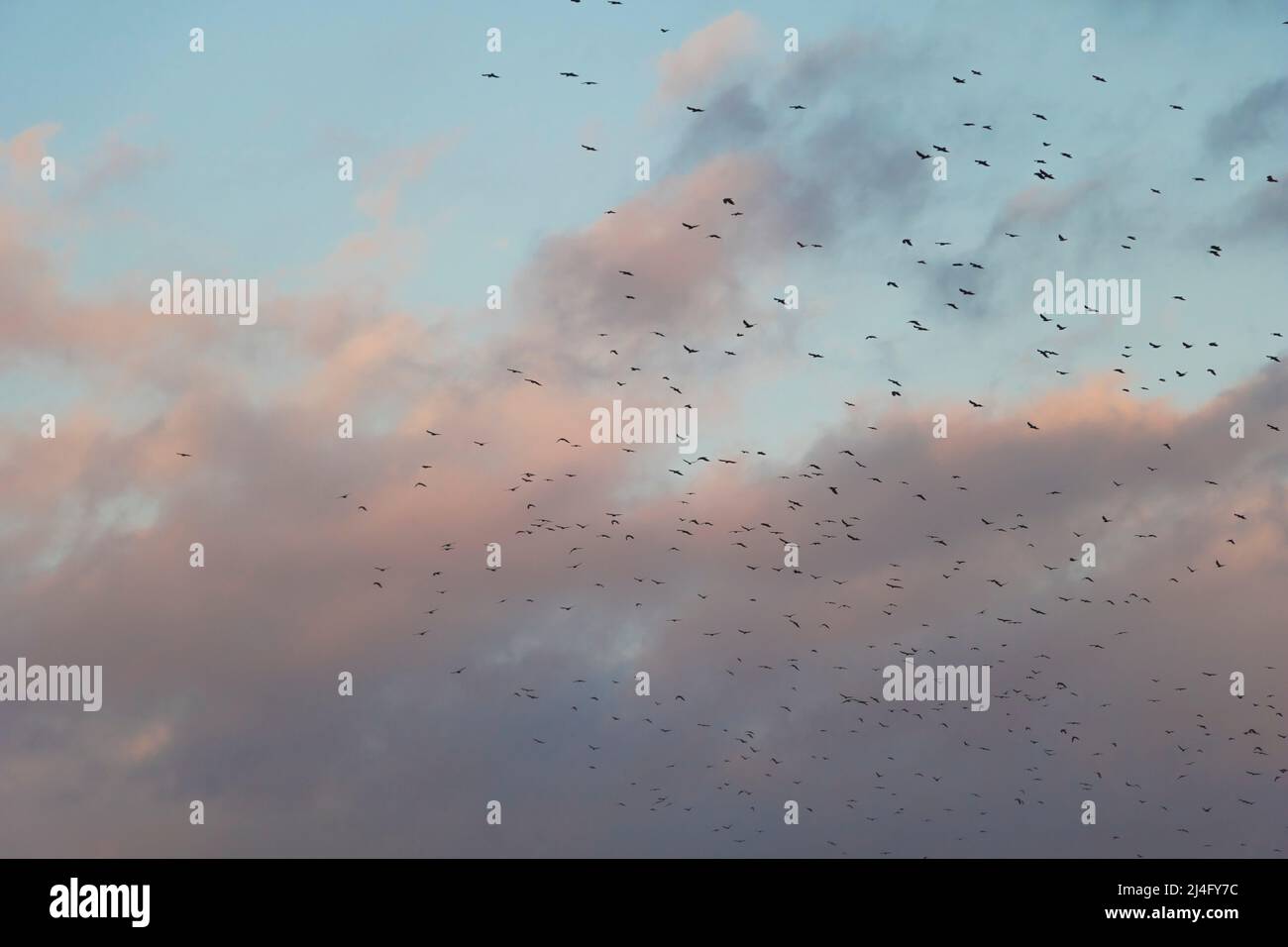 A blue cloudy sky with birds flying Stock Photo - Alamy