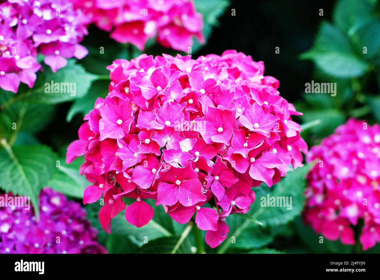 Hydrangea flowers in a garden Stock Photo - Alamy