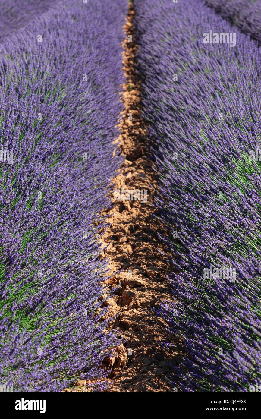 Perfectly symmetrical parallel long rows of light purple lavender bushes on yellow gravel Provencal soil. Vaucluse, Provence, France Stock Photo