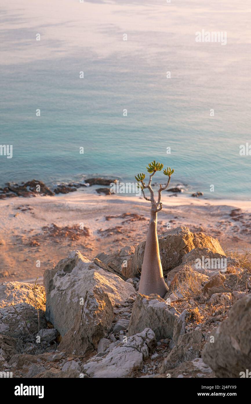 Socotra bottle tree on a mountain side during sunrise. Socotra, Yemen