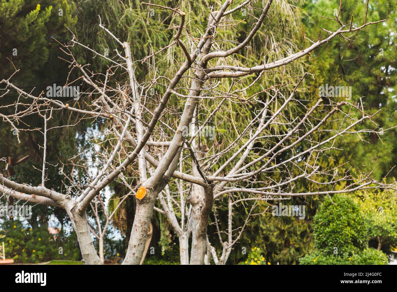 Pruned fruit trees with the arrival of spring. Pruned fruit tree branches to increase yield and tree health. Stock Photo