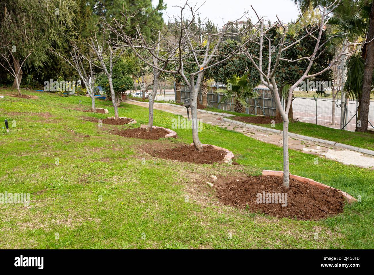 Pruned fruit trees in a garden. The soil under the fruit trees is hoeed. Farming, gardening, spring concept. Stock Photo