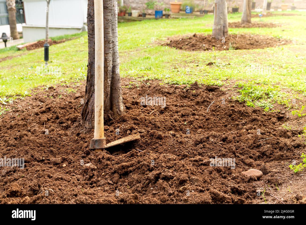 Fruit tree and horticultural hoe leaning on it, selective focus. The soil under the fruit trees is hoeed for aeration. Spring, gardening concept. Stock Photo