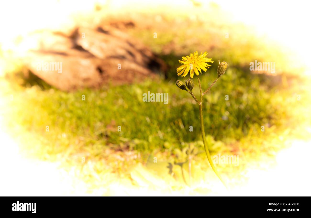 Background photo of yellow dandelion flower with buds bordered with frame isolated on white. Dandelion in selective focus. Stock Photo