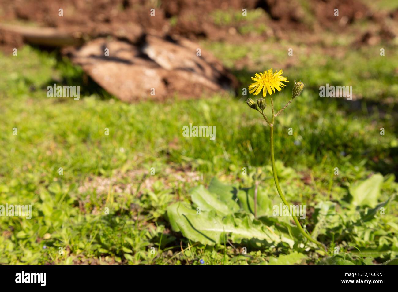 Background photo of dandelion flower and unopened buds in selective focus. Out of focus is dug soil, farming shovel and grass. Stock Photo