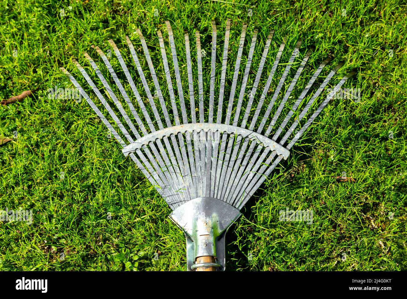 Close-up shiny steel rake with wooden handle on fresh grass. Background photo of gardening harrow in daylight. Gardening, spring concept. Stock Photo