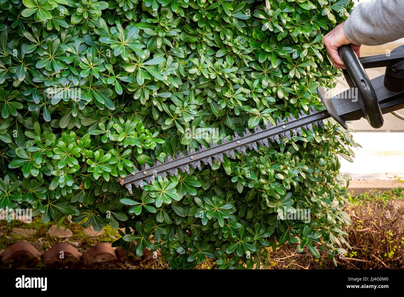 Gardener pruning hedge bush with electric mower in the garden. Spring, gardening, landscape design, agriculture concept. Stock Photo