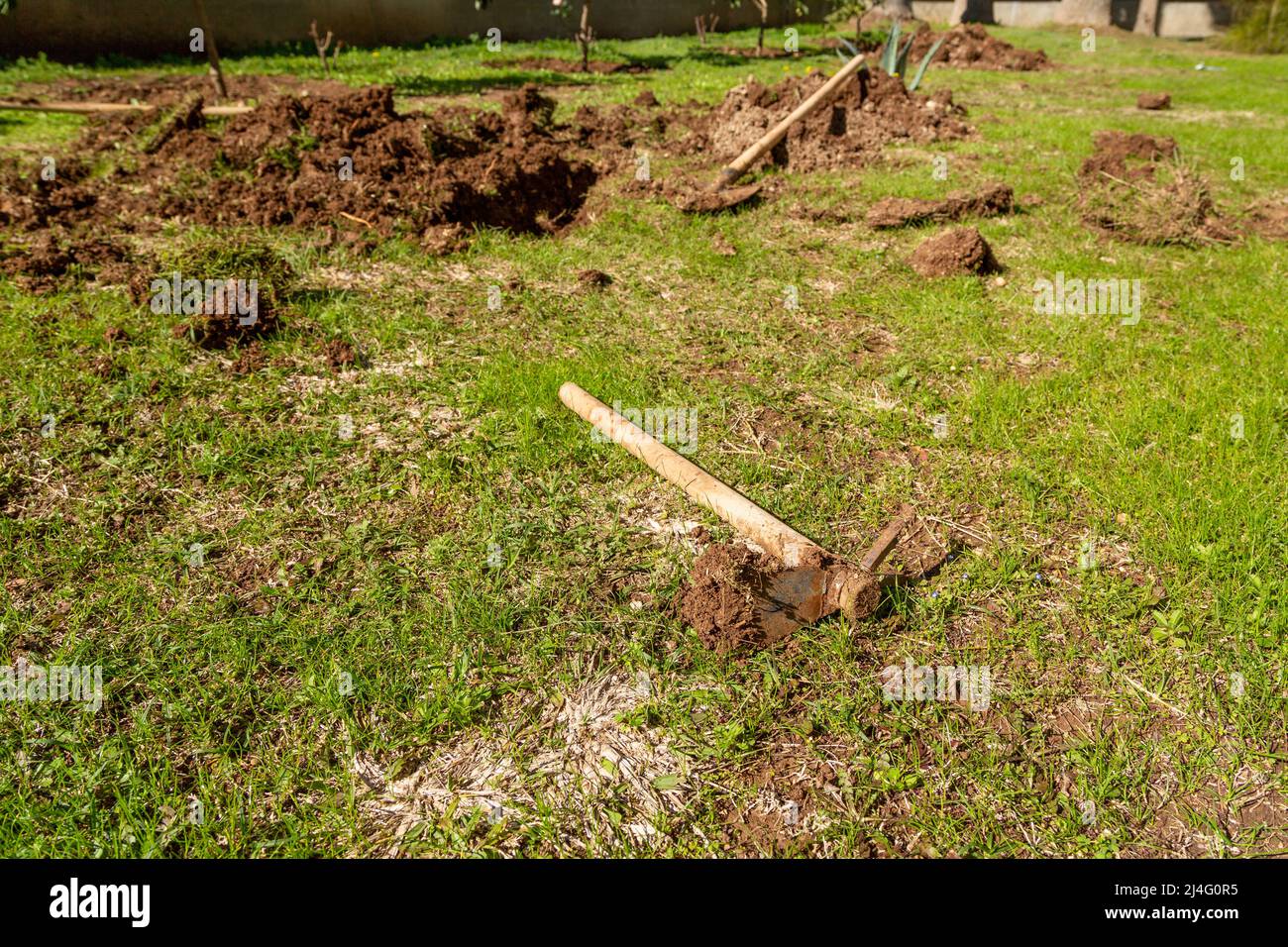 Farming shovel and hoe on pitted soil. Hoe in selective focus. There is fresh soil on the used farming hoe. Gardening, spring, agriculture concept. Stock Photo