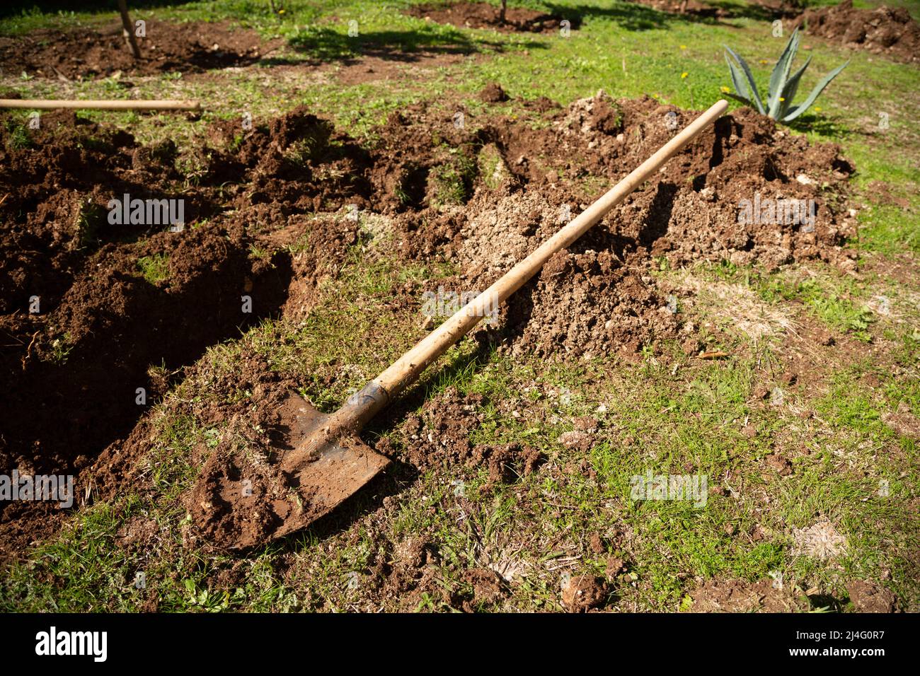 Selective focus of farming shovel on pitted soil. There is fresh soil on a used farming shovel. Gardening, spring, agriculture concept. Stock Photo