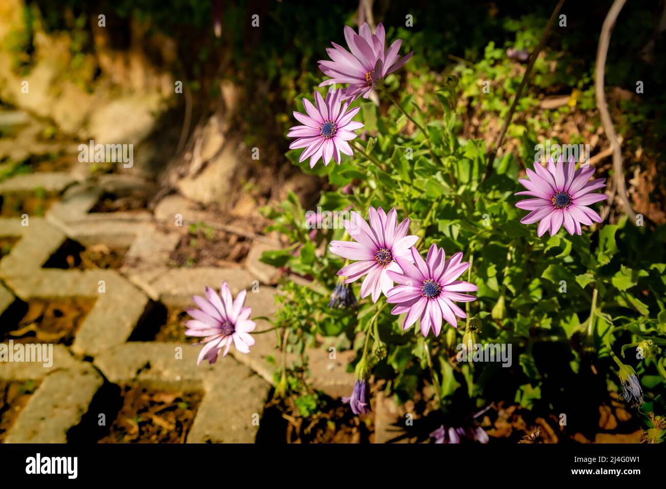 Selective focus beautiful close-up background photo of purple Osteospermum fruticosum flowers, also known as African chamomile. Stock Photo
