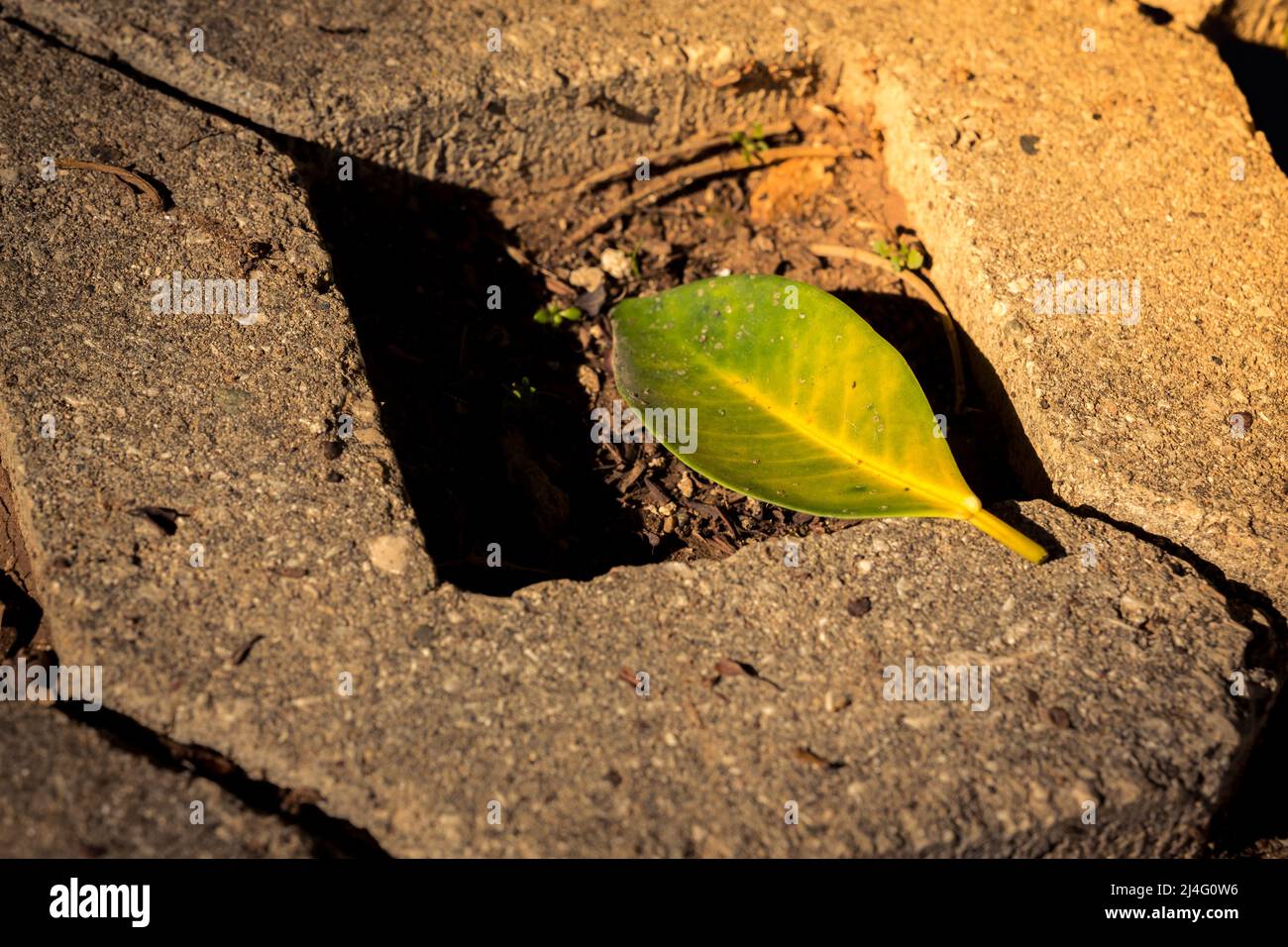 Selective focus of ficus nitida tree leaf known as Indian laurel on diamond shaped cobblestone. Stock Photo