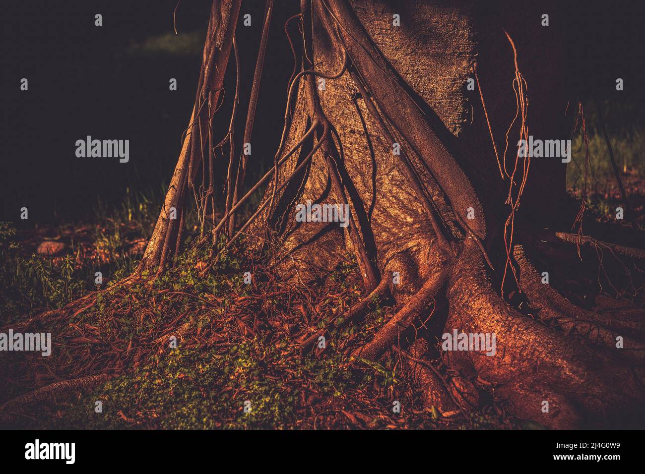 View of ficus nitida tree trunk and roots known as Indian laurel in vintage cinematic color gradations. Stock Photo