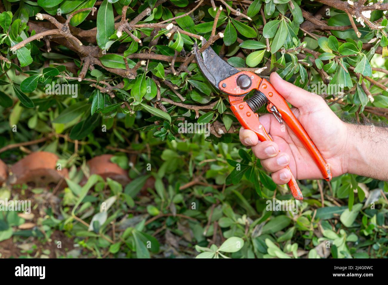 Gardener pruning bush branches in the garden. Trim the branches of an overgrown hedge plant with the orange secateurs. Spring, agriculture, gardening. Stock Photo