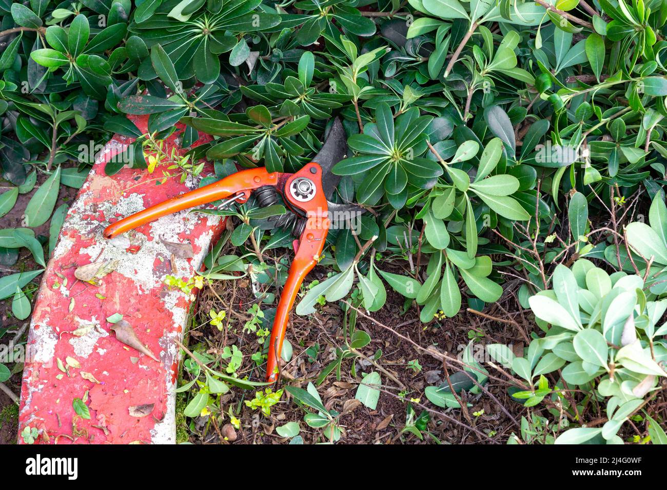 Orange colored secateurs on the ground among the pruned branches in the garden. Spring, gardening, agriculture concept. Stock Photo