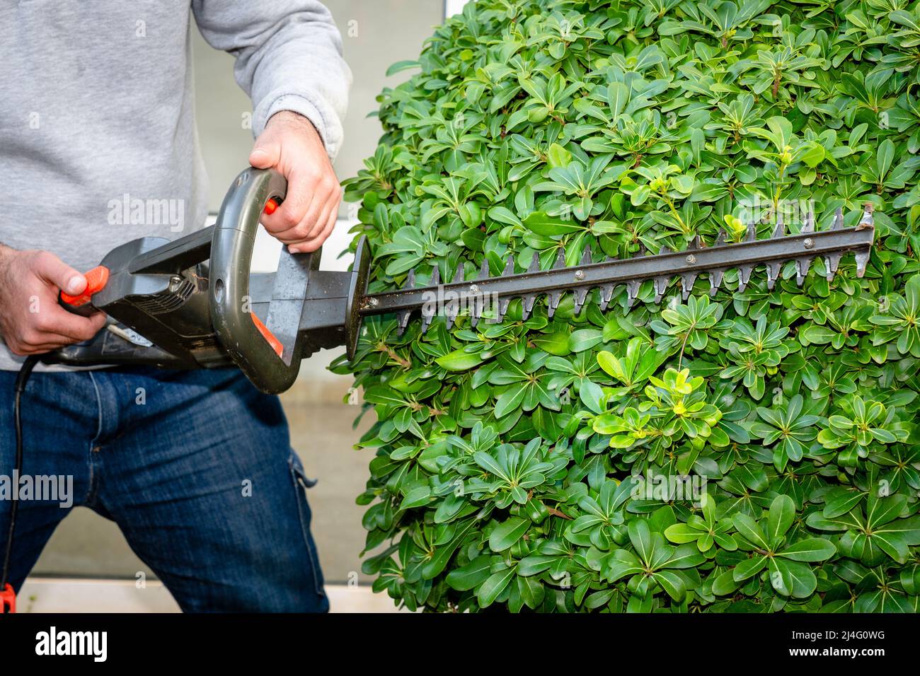 Gardener pruning branches of overgrown taflan plant with electric mower. Spring, gardening, landscape design concept. Stock Photo