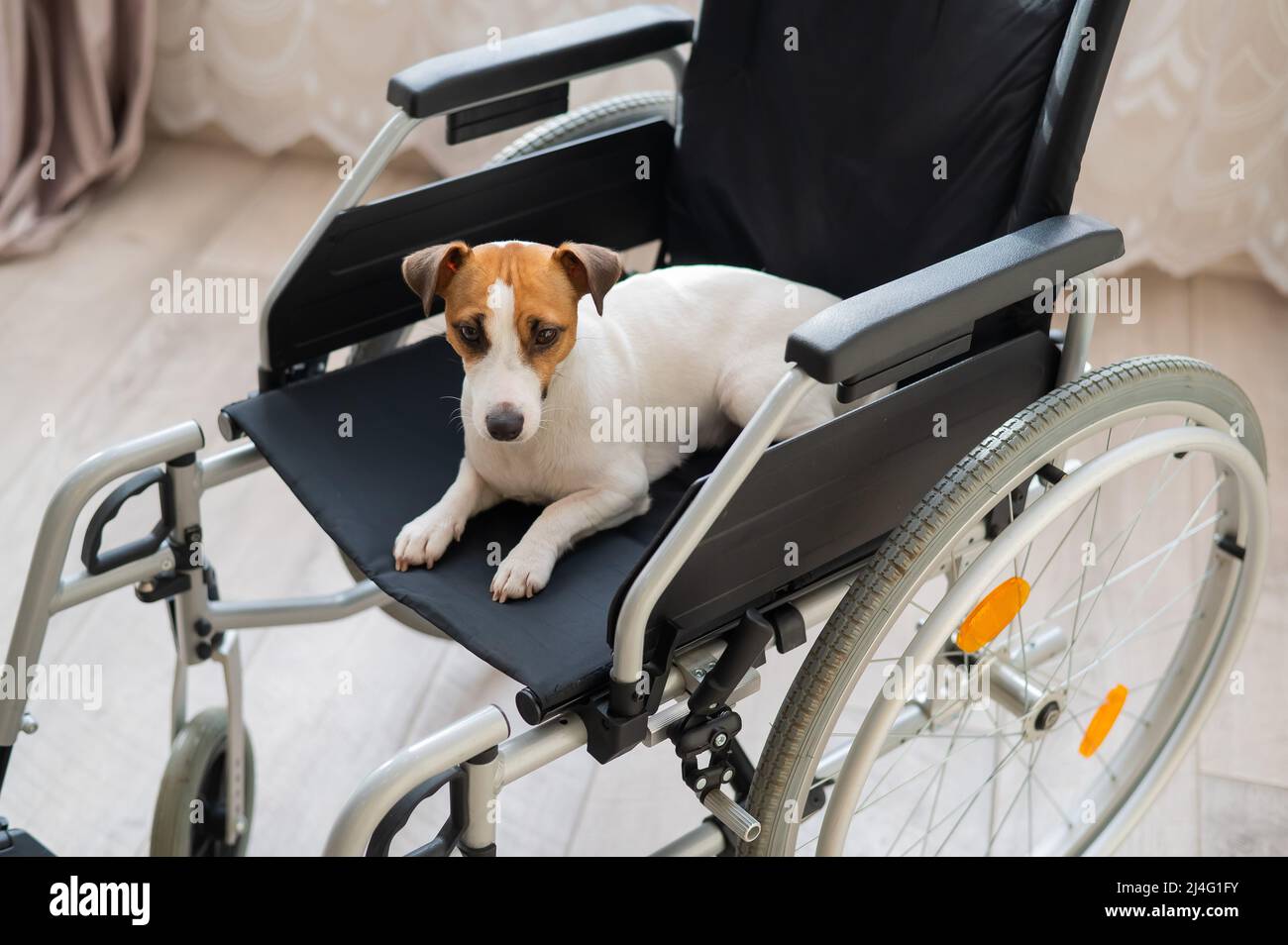 Jack Russell Terrier dog sits in a wheelchair. A devoted friend is waiting for the owner. Stock Photo