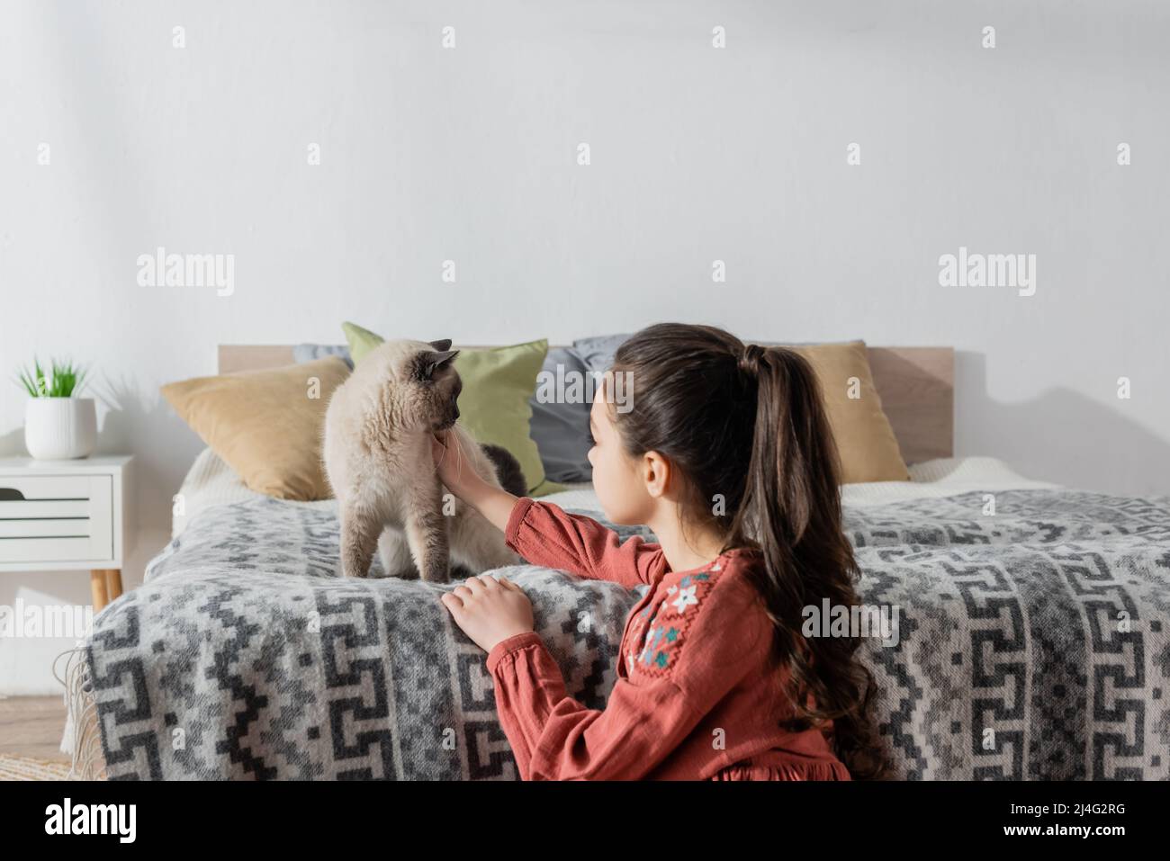 preteen girl with ponytail petting cat sitting on bed with pillows Stock Photo