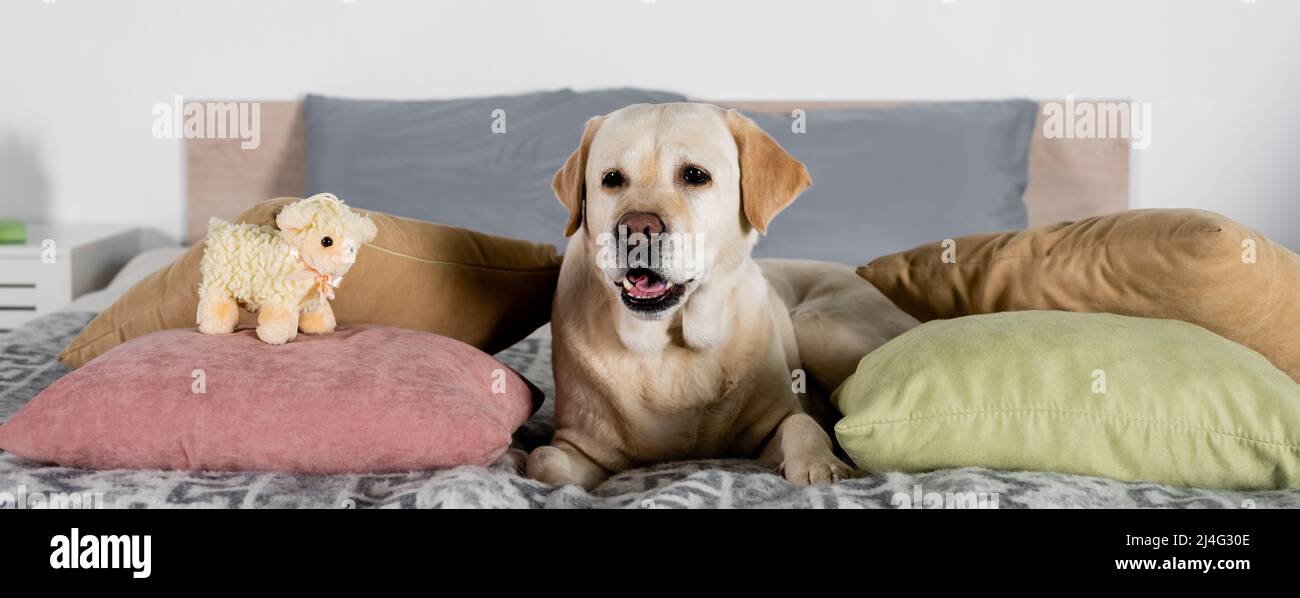 labrador dog lying near pillows and toy lamb on bed, banner Stock Photo