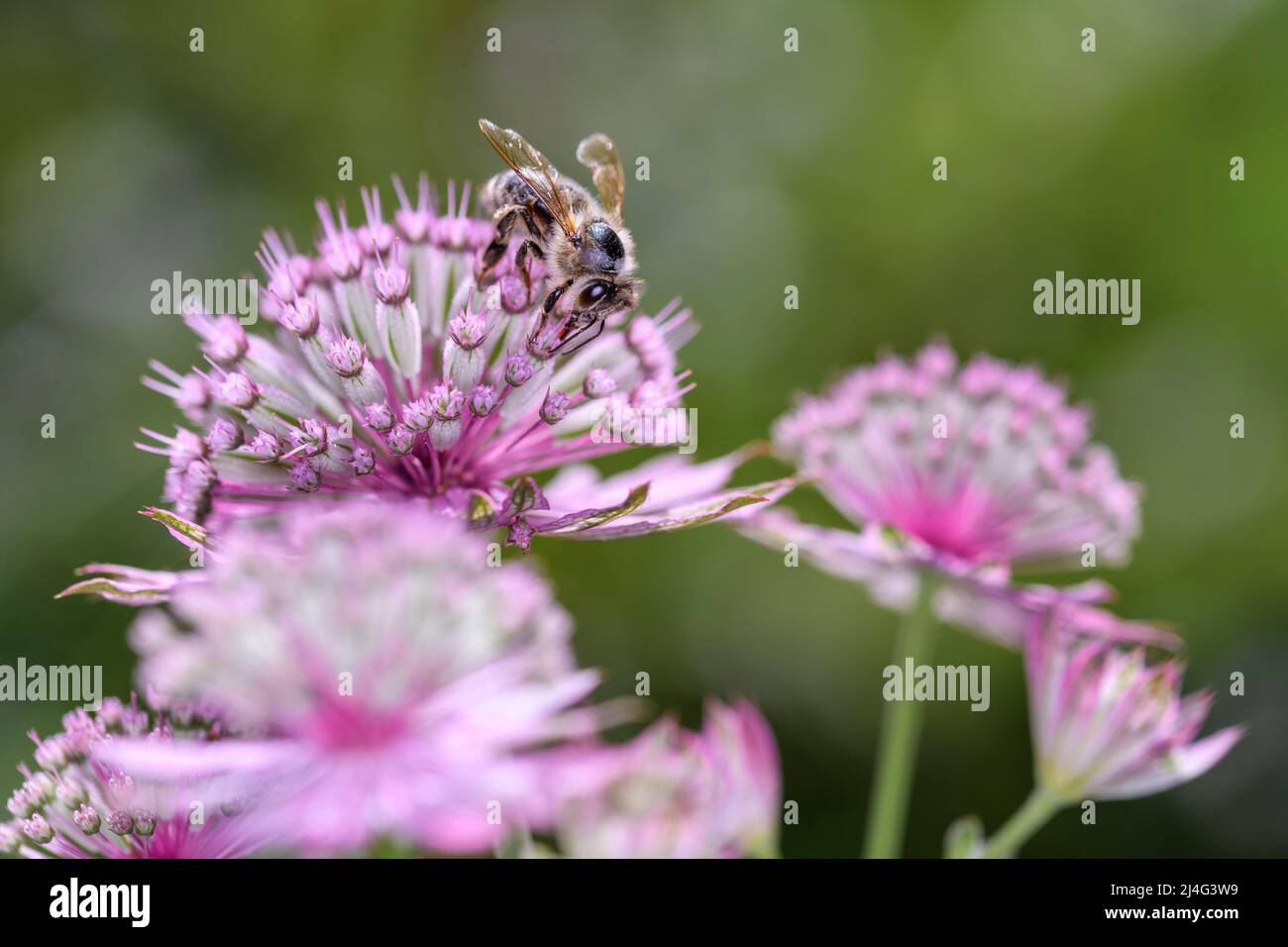 Bee - Apis Mellifera - Pollinates A Blossom Of The Great Masterwort - Astrantia Major Stock Photo