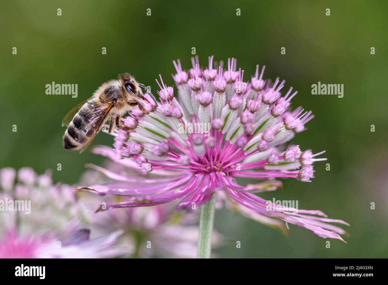 Bee - Apis Mellifera - Pollinates A Blossom Of The Great Masterwort - Astrantia Major Stock Photo