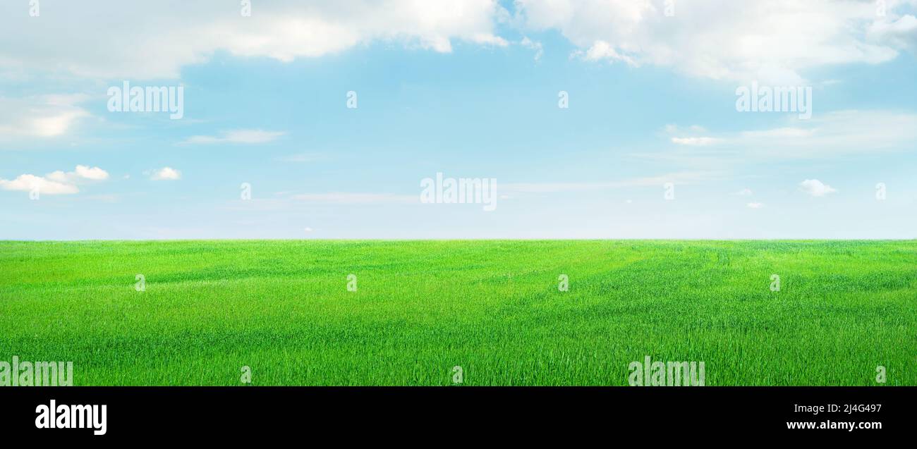Field of green crops under light blue sky with clouds, landscape panorama Stock Photo