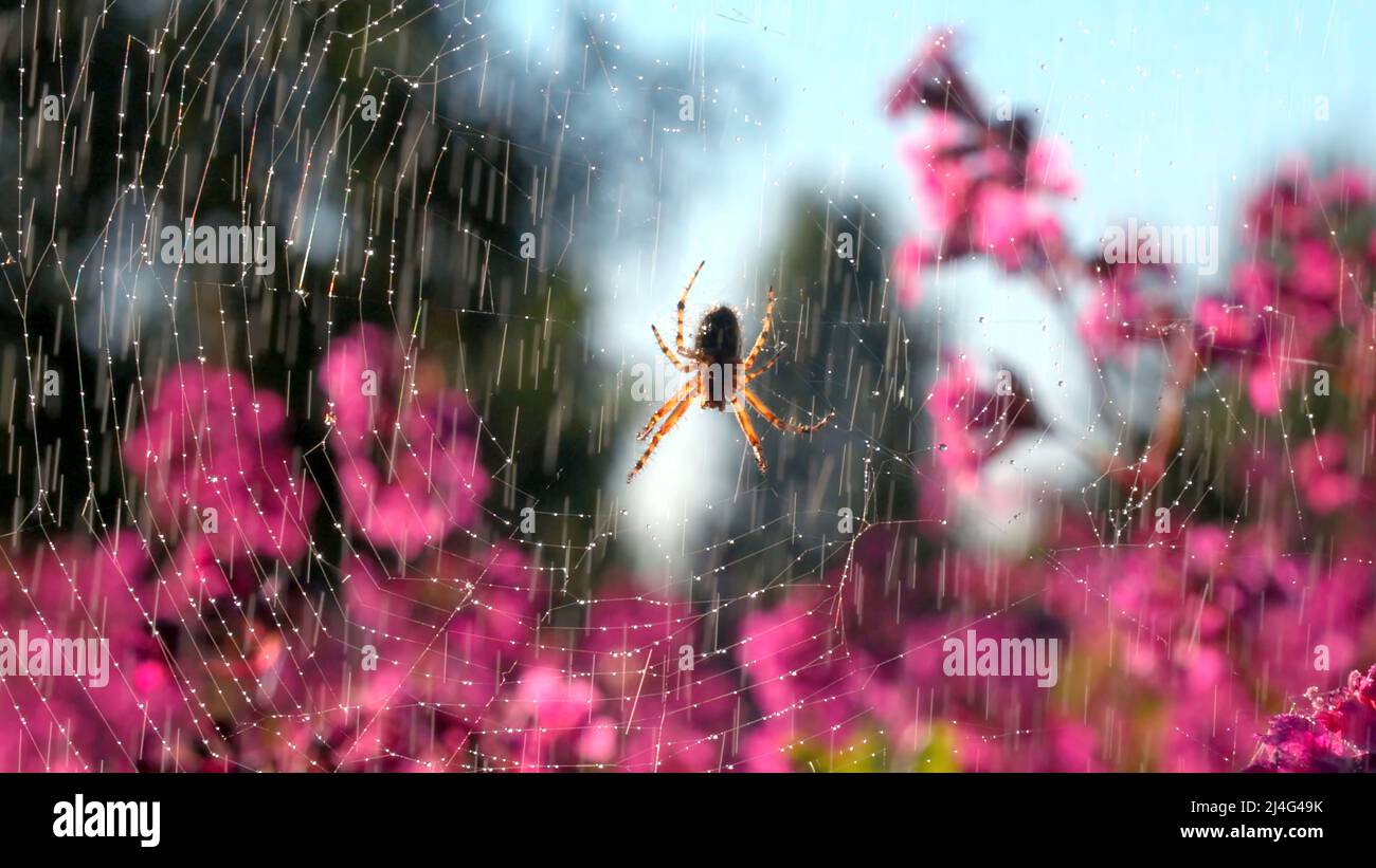 Rain water drops falling on soft pink flowers and the net with a spider