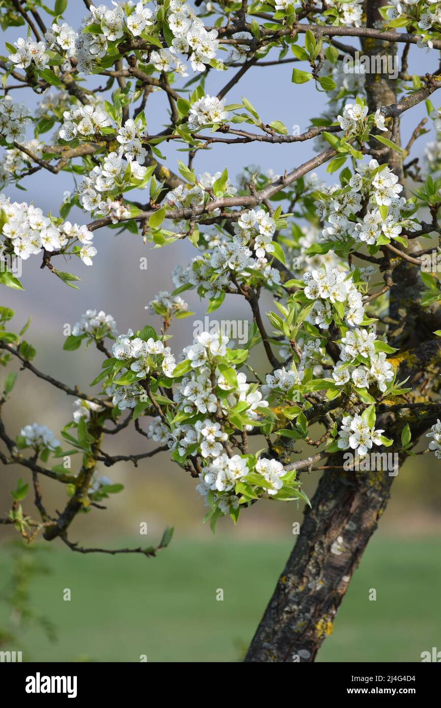 Still relatively young Apple tree with first Flowers Stock Photo Alamy