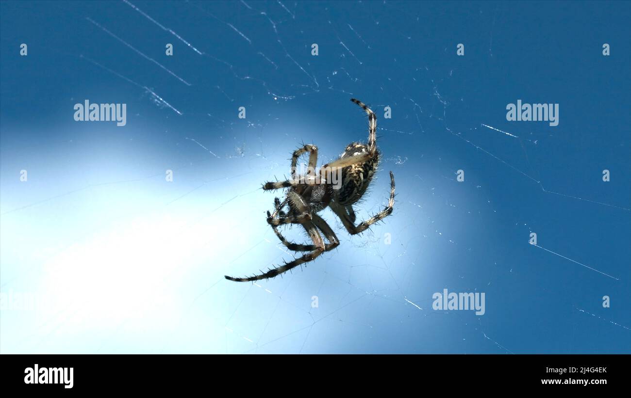 Close up of spider in a web on blurred blue sky background with clouds ...