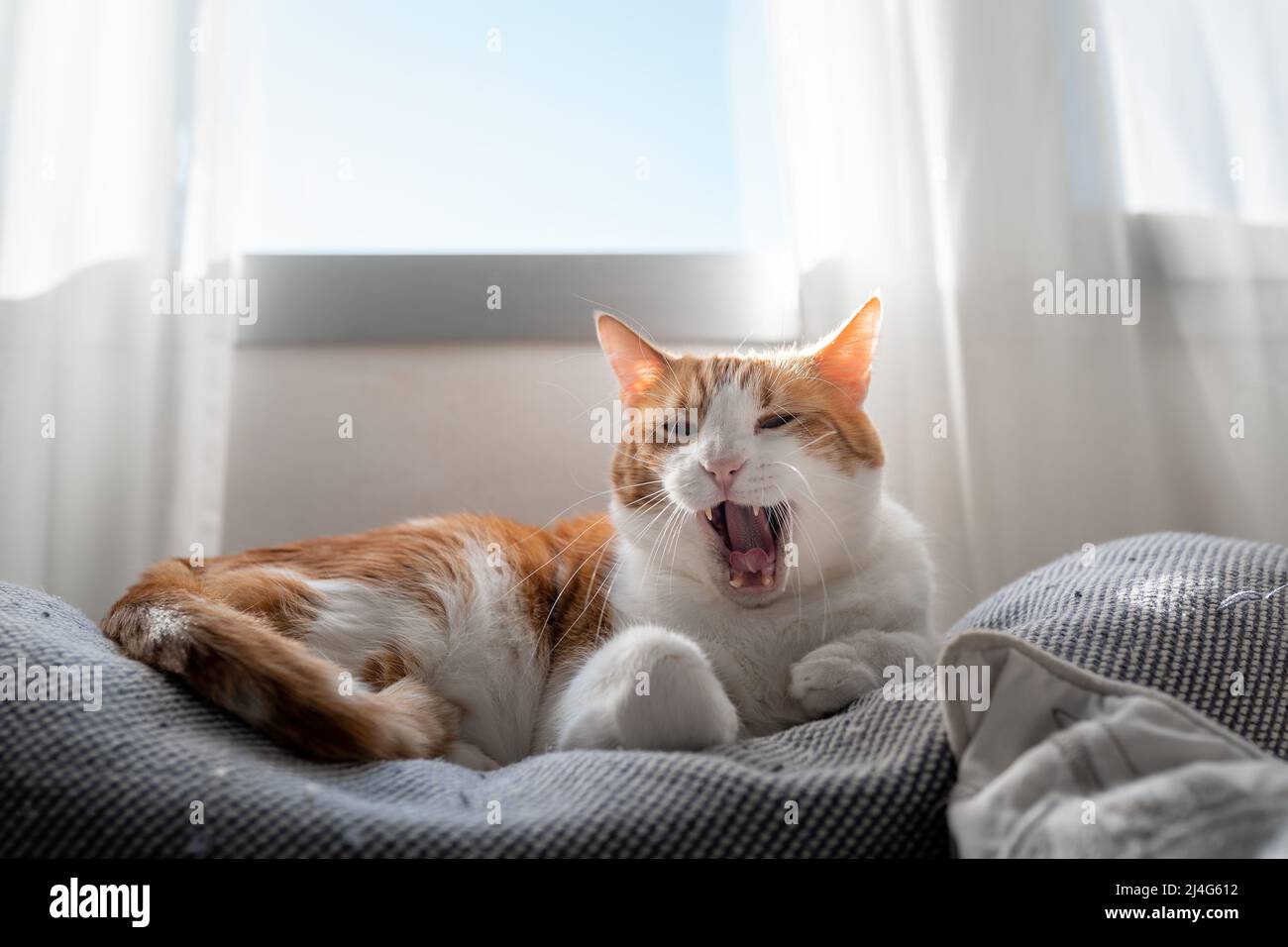 brown and white cat with yellow eyes lying on a sofa under the window ...