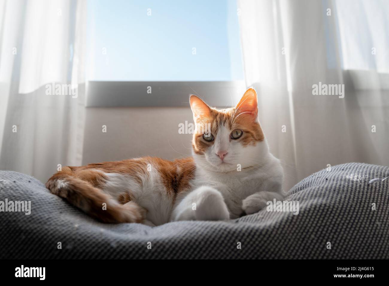 brown and white cat with yellow eyes lying on a sofa under the window ...