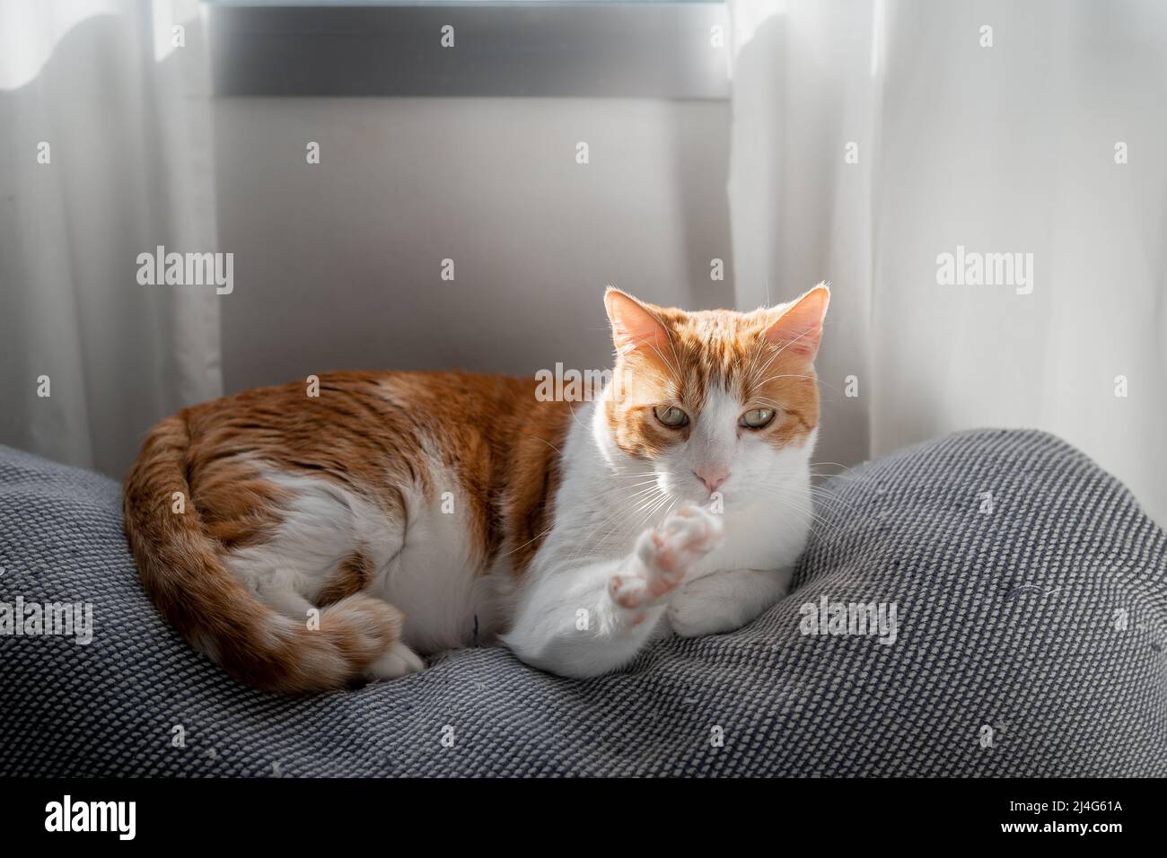brown and white cat with yellow eyes lying on a sofa under the window ...